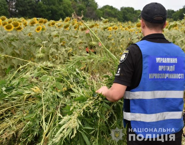 В Кировоградской области обнаружили масштабную плантацию конопли – 35 000 кустов (ВИДЕО)