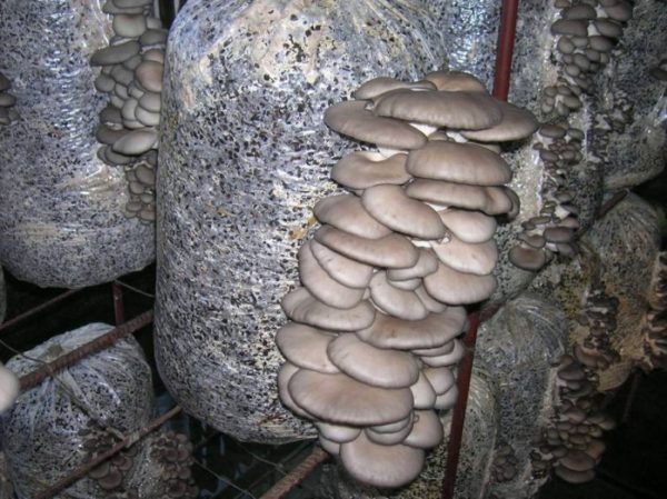 В подвале многоэтажки женщина выращивала съедобные грибы