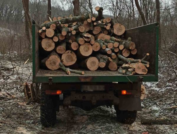 В Александрийском районе обнаружили незаконную вырубку деревьев (ФОТО)