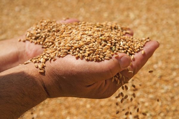 В Кировоградской области директора зернового склада подозревают в растрате зерна на 6,6 млн. грн (ФОТО)
