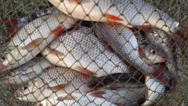 В Александрии на Ингульце задержали браконьеров-рыболовов (ФОТО)