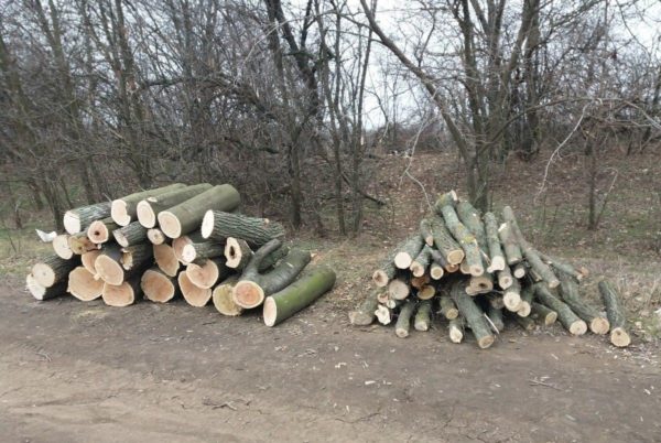 31-летнему мужчине объявлено о подозрении в вырубке деревьев на 100 тысяч гривен