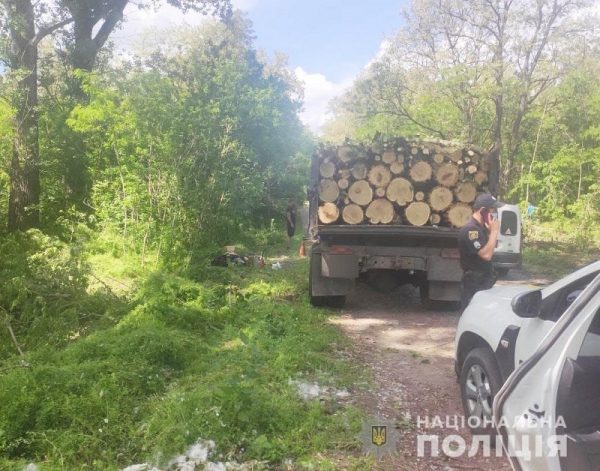 31-летний александриец срубил более сотни деревьев акации и клена защитной лесополосы (ФОТО)