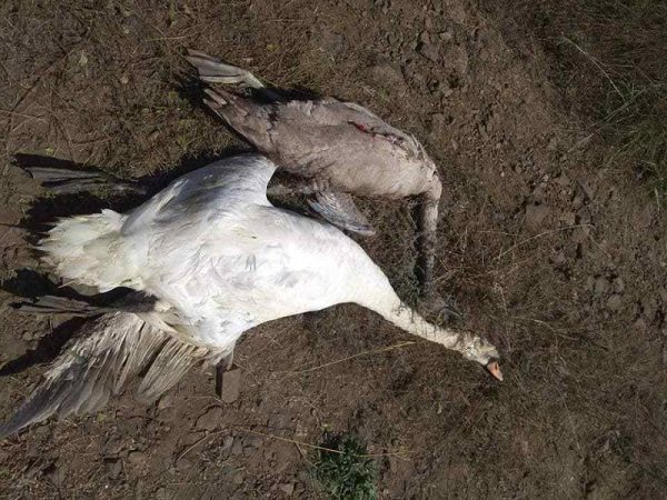 По факту убийства лебедей в Александрийском районе открыли уголовное производство