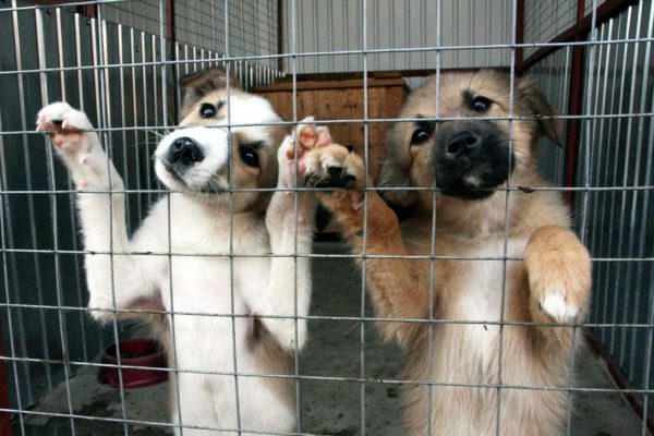 Из александрийского бюджета выделили 100 тысяч гривен помощи приюту для животных «Друг»